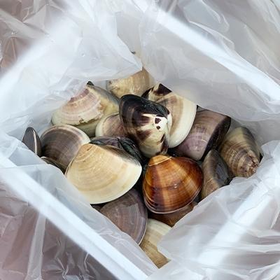 ふるさと納税 旭市 九十九里産 活はまぐり 約1.5kg|y-sf|04