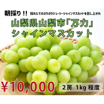 山梨市 ふるさと納税 生産者直送 山梨市 万力産 シャインマスカット2房 1房500g程度 さとふる 通販 Yahoo ショッピング