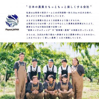 ふるさと納税 山梨市 2026年発送 山梨県産 桃 白桃系 2kg以上(5〜8玉) フルーツ王国・山梨から産地直送の画像