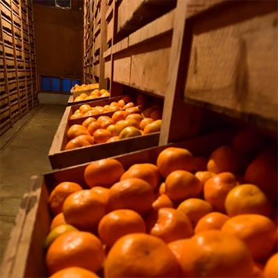 ふるさと納税 海南市 下津蔵出しみかん　小粒サイズ　S又はSSサイズ約5kg　秀品 |  | 01