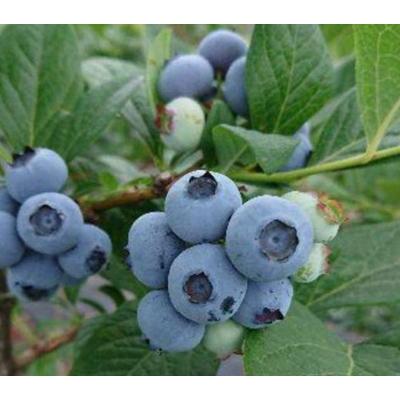 ブルーベリー商品です 媛ベリーアイスボックス【6個】〈森のともだち農園〉 – ハーベスト