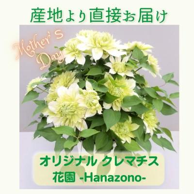 ふるさと納税 北茨城市 [長谷川園芸]北茨城産 クレマチス「花園」5寸 ※5/1〜5/7発送