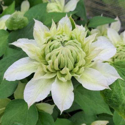 ふるさと納税 北茨城市 長谷川園芸 北茨城産 クレマチス 花園 5寸 母の日ギフト向け 5 3 5 5発送 さとふる 通販 Yahoo ショッピング