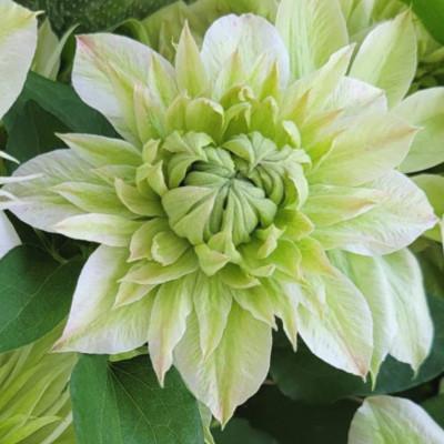 ふるさと納税 北茨城市 【長谷川園芸】北茨城産 クレマチス「花園」5寸