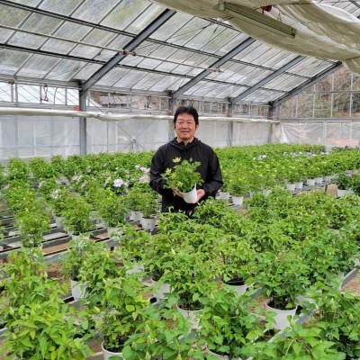 ふるさと納税 北茨城市 【長谷川園芸】北茨城産 クレマチス「花園」5寸