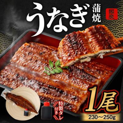 ふるさと納税 阪南市 「国産うなぎ蒲焼」1尾(230g〜250g)と特製タレ1個[お中元・お盆・土用の丑にもオススメ]