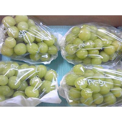ふるさと納税 長野市 長野県長野市産シャインマスカット4kg(6〜12房入り)の画像