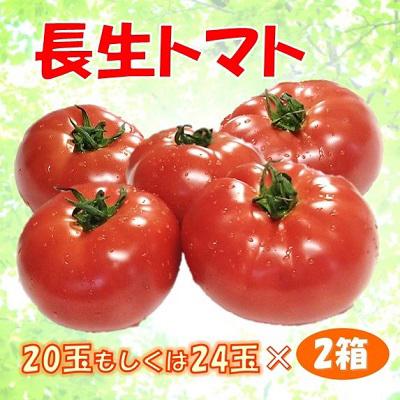 激安卸販売新品 ふるさと納税 白子町 長生きトマト2箱 玉もしくは24玉 2 Wantannas Go Id