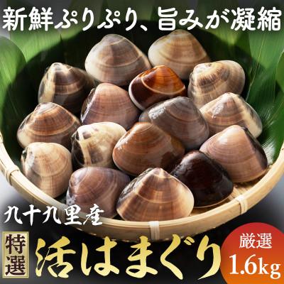 ふるさと納税 旭市 ≪千葉ブランド水産物認定品≫九十九里産活けはまぐり 約1.6kg/17〜22個