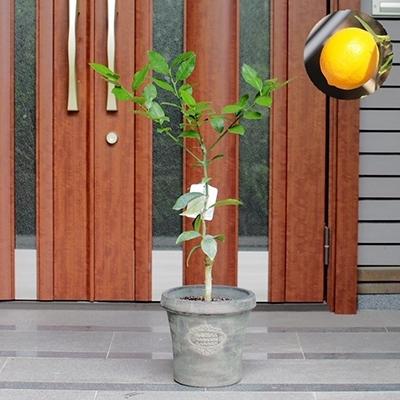 ふるさと納税 朝倉市 レモンの木鉢植え アンティーク風鉢 27cm さとふる 通販 Yahoo ショッピング