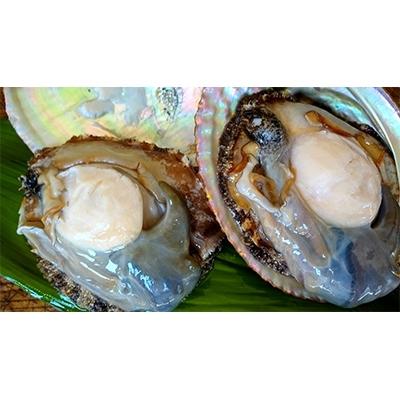 安い価格 美浜町 ふるさと納税 天然活アワビ大オスメスセットに殻外しサービス付 買換応援 Dev Courconstitutionnelle Tg