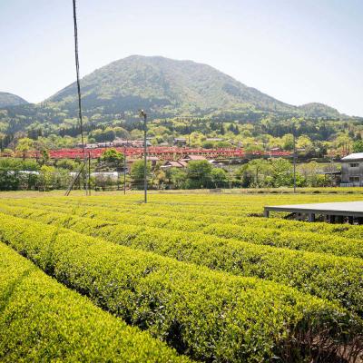 ドリンク、水、お酒 ふるさと納税 津和野町 特産の「まめ茶」と緑茶葉からつくる「つわ乃紅茶」「翠香」(特上煎茶) のセット