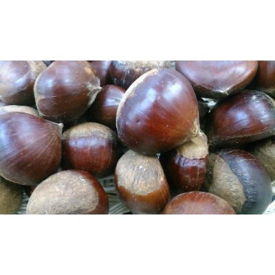 ふるさと納税 益城町 栗 3kg サイズ2l M さとふる 通販 Yahoo ショッピング