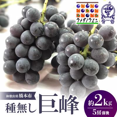 ふるさと納税 橋本市 [2026年夏発送]種無し巨峰 約2kg(5房前後) 来季分先行受付