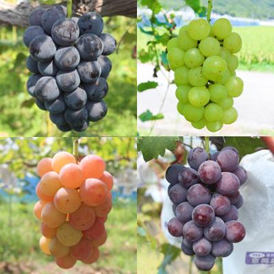 ふるさと納税 上郡町 ご自宅用船阪ぶどう 約2kg(3〜5房)