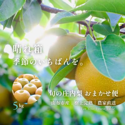 ふるさと納税 由布市 [晴れ箱]由布市産 庄内梨 約5kg|旬のおまかせ便・樹上完熟・農家直送・期間限定|庄内梨の藤原