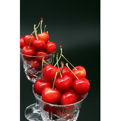 ふるさと納税 寒河江市 さくらんぼ 「紅秀峰」500g 秀品 L〜2L【2026年6月中旬頃〜7月上旬頃発送予定】山形県産