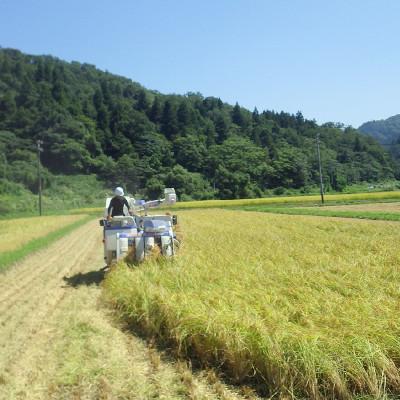 ふるさと納税 上越市 令和5年産/「新潟県産」豊かな自然で育てた上質なコシヒカリ10kg【精米5kg×2袋】｜y-sf｜02