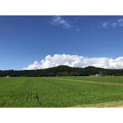 ふるさと納税 村上市 【精米即日発送・令和5年産米】村上市桃川産　岩船米コシヒカリと新之助のセット 計15kg C4020 