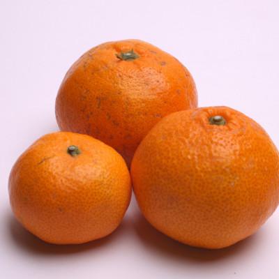 ふるさと納税 広川町 家庭用 有田みかん1kg+250g(傷み補償分)【光センサー選果】【訳あり・わけあり】 |  | 02