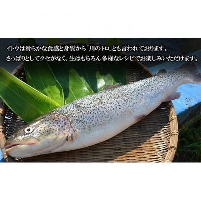 ふるさと納税 鰺ヶ沢町 鰺ヶ沢産【幻の魚イトウ】フィレ1枚 約500g