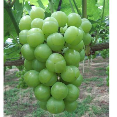 ふるさと納税 倉敷市 [2026年9月上旬以降発送]岡山県産 瀬戸ジャイアンツ(1房480g以上)2房入り