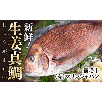 ふるさと納税 宿毛市 高知産の生姜を食べて育った、新鮮絶品の「生姜真鯛」二尾
