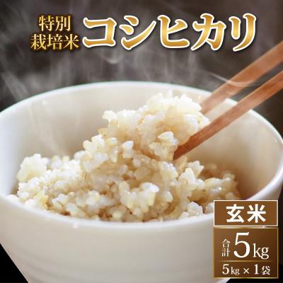 ふるさと納税 永平寺町 [令和8年産 新米 先行予約][玄米]特別栽培米 コシヒカリ 5kg [A-033101]