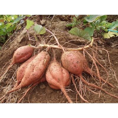 ふるさと納税 南種子町 本場種子島産 安納芋10kg|y-sf|04