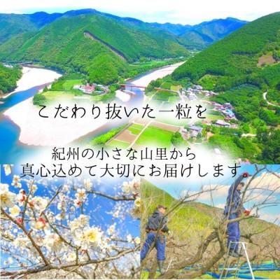 ふるさと納税 白浜町 【梅農家手づくり梅干】【紀州南高梅】”ぽってり”はちみつ味梅(400g)/紀州小阪農園｜y-sf｜04