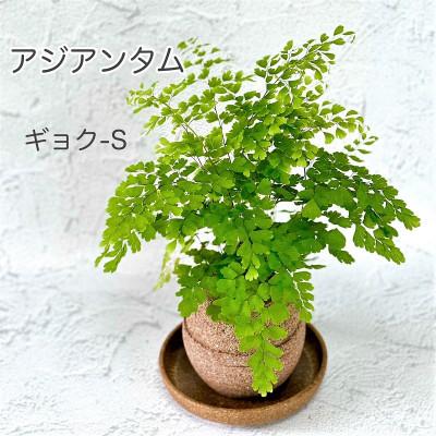 羽曳野市 ふるさと納税 アクアプラントポット玉 S鉢植えアジアンタム さとふる 通販 Yahoo ショッピング