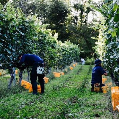 超目玉 12月 ビー玉入り サンガリア かわいいラムネ 260mlペットボトル 24本入 Babylonrooftop Com Au