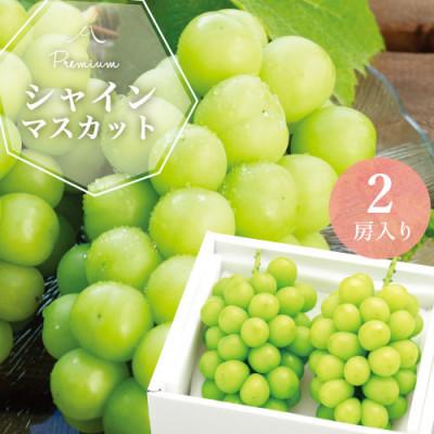 期間限定特価 山梨県 ふるさと納税 もぎたて 山梨産シャインマスカット2房 約500g 2房 魅了 Atempletonphoto Com