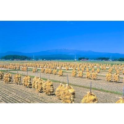 ふるさと納税 栗原市 【新米】令和4年産 宮城県栗原産つや姫 白米 一等米 5kg|y-sf|03