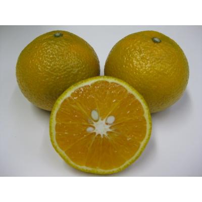 ふるさと納税 土庄町 [小豆島][先行受付2027年]スイートスプリング 約5kg