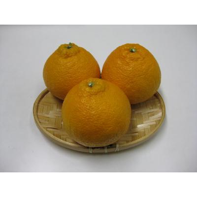 ふるさと納税 土庄町 [小豆島]小豆島 ハウス不知火 約5kg