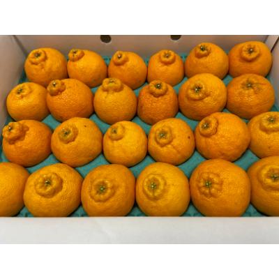 ふるさと納税 土庄町 [小豆島]小豆島 不知火 約5kg