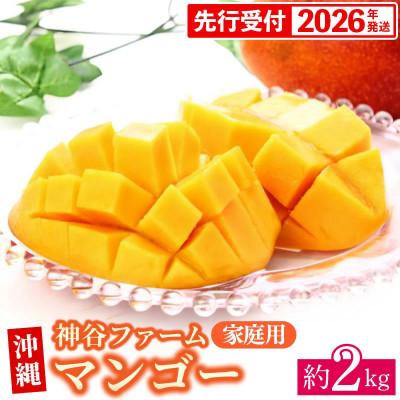 ふるさと納税 マンゴー 八重瀬町 [マンゴー農園直送!]2026年夏!マンゴー 約2kg(ご家庭用)