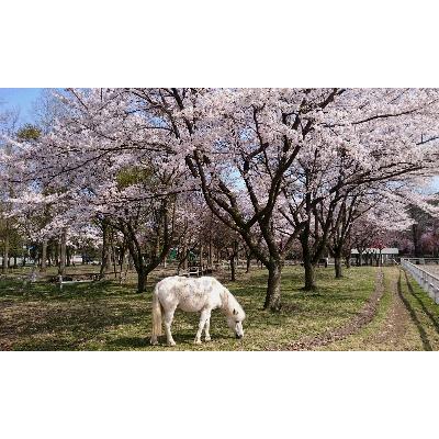 ふるさと納税 滝沢市 馬っこパーク・いわて 引き馬体験券3枚