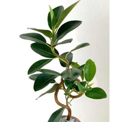 ローボード ふるさと納税 羽曳野市 アクアプラントポット玉-M鉢植えフランスゴムの木 【2030568414】(13000円)