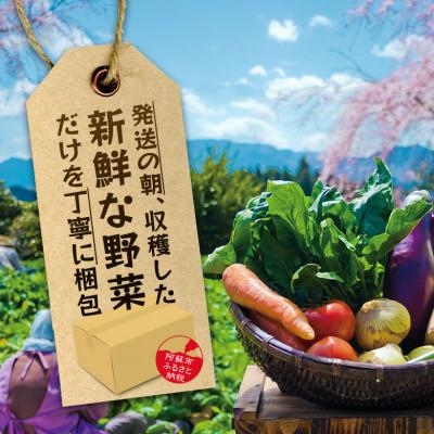 ふるさと納税 阿蘇市 ＜畑から直送＞季節のお野菜セット｜y-sf｜04