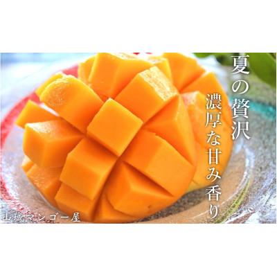 ふるさと納税 糸満市 【2026年発送】山城マンゴー屋の沖縄県産