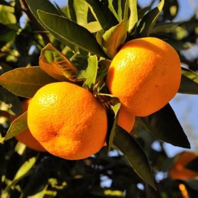 ふるさと納税 由良町 【産直】和歌山下津みかん約5kg(MサイズまたはLサイズのいずれかをお届け・秀品)(由良町) |  | 02