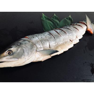 ふるさと納税 網走市 オホーツク海産新巻鮭半身切身セット約1.2kg