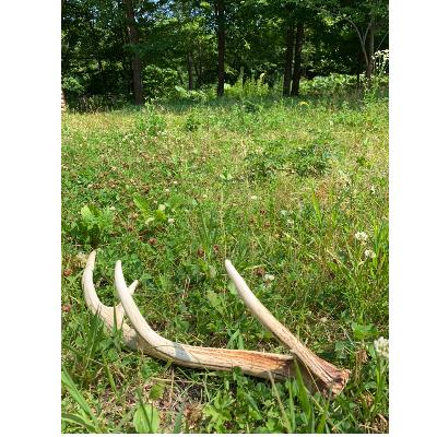 ふるさと納税 遠軽町 「シカのおとしもの キミのたからもの」 Sサイズ 鹿の角 犬用おもちゃ 1個の画像