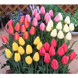 100 安い ふるさと納税 五泉市 12月発送分 チューリップ球根 大球 5色各16球入り80球