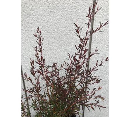 ふるさと納税 鈴鹿市 レプトスペルマム カッパーグロー 銅葉が渋い