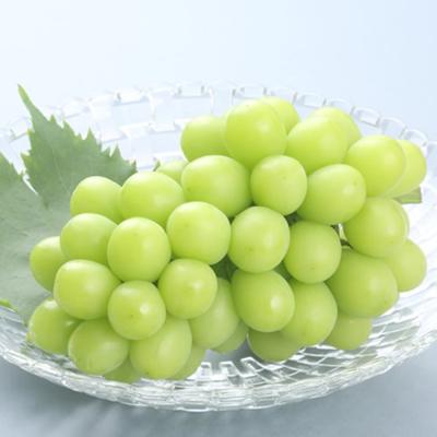 山梨県 ふるさと納税 一足早く旬をお届け ハウス栽培の シャインマスカット 1房