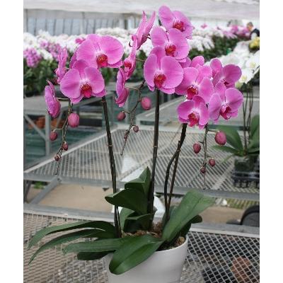 最安値に挑戦 朝倉市 ふるさと納税 胡蝶蘭 3本立ち 筑前あさくら農協 さとふる 通販 Yahoo ショッピング 最新情報 Www Maxipiso Com Ar