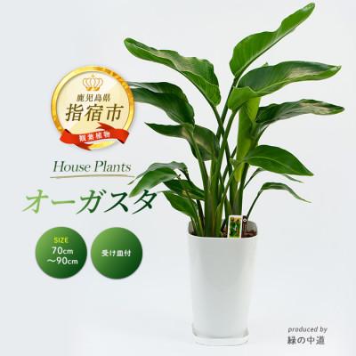ふるさと納税 指宿市 [観葉植物]オーガスタ70cm〜90cm(IB067-002)